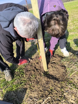 Obcina_hoce_slivnica_sajenje_lip marec2026_foto_pigac_si (30)